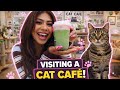 I Went to a Cat Cafe!