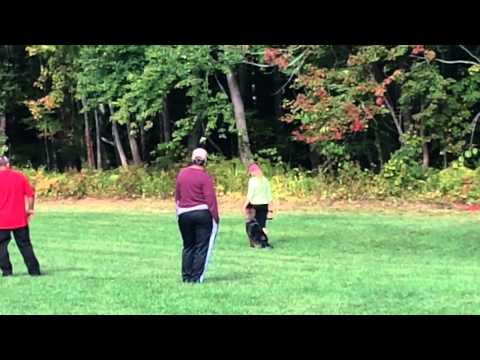 Carma IPO1 Obedience 9.21.14