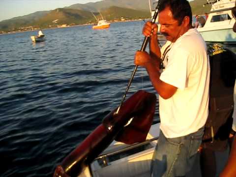 Bringing up the Humboldt Squid