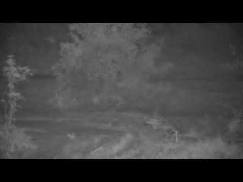Djuma: Hyena comes running on dam wall - 19:07 - 10/23/20