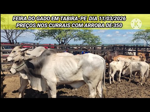 Feira do Gado de Tabira-PE / Arroba a 350 Reais dia 11/03/26