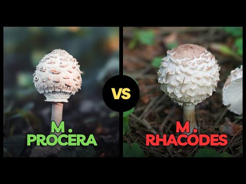 MACROLEPIOTA PROCERA vs RHACODES - Come distinguerli | CONOSCERE I FUNGHI