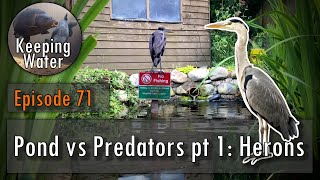 Episode 71: Pond vs Predator, Part One: Herons