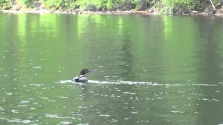 preview picture of video 'Loon swimming-Slocan Lake BC'