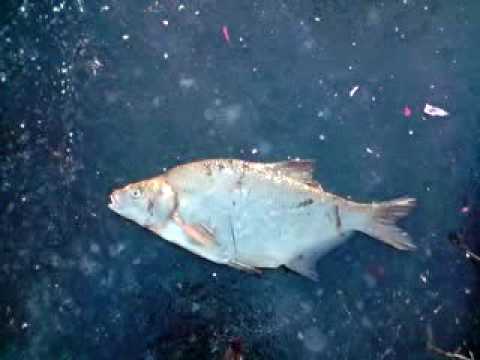 Lekker vissen! (zelf gevangen)