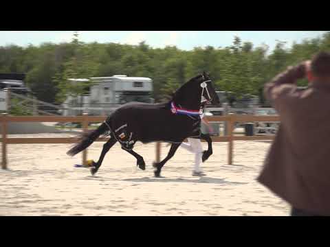 Kampioen fokdag De Peelbergen &#8211; Kronenberg Christina de V (Jouwe 485 x Doaitsen 420)