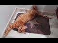 Orange Cat Meowing And Purring