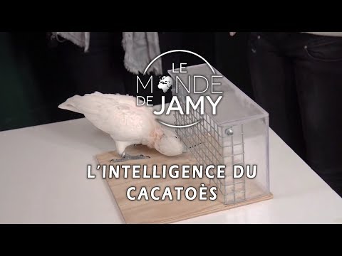 Figaro, un cacatoès plus qu'intelligent ! - le meilleur du monde de jamy