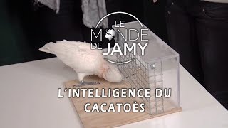Miniature vidéo