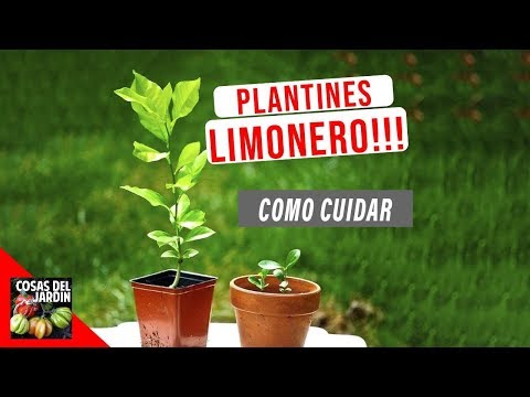 IF YOU PLANTED A LEMON TREE YOU HAVE TO WATCH THIS VIDEO - SEEDLING CARE