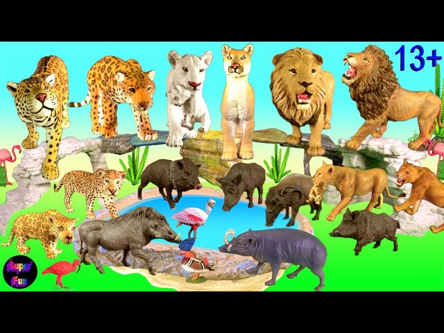 Video Pronunciation of peccaries in English