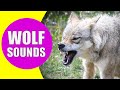 WOLF HOWLING SOUNDS Listen To The Sound Of Wolves Howling