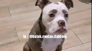 Unduh 7200 Gambar Hewan Lucu Bahasa Batak Terbaru Gratis