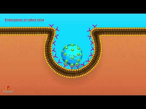 Entry of Virus into Host Cell - Microbiology Animations
