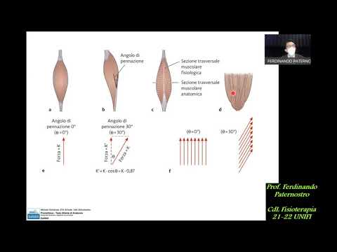 05 - APPARATO LOCOMOTORE - I MUSCOLI