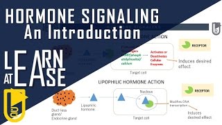 Hormone signaling: An introduction