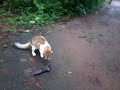 Small Cat Eating Bat And Anger Dog