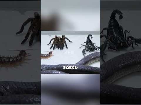 Самая позорная битва ядов #животные #битва #королевскаябитва #шортс