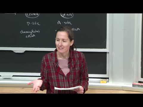 5.タンパク質合成 4. (5. Protein Synthesis 4)