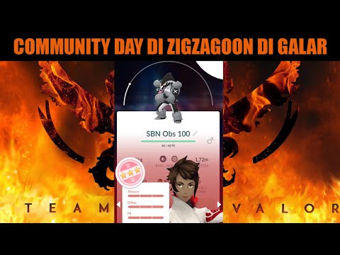 Community Day di Zigzagoon di Galar: com'è andato? - Pokemon Go ITA