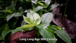 Download lagu Long Long Ago 20th Century Lyrics karaokê mp3 Download lagu Long Long Ago 20th Century Lyrics karaokê mp3