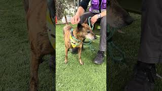 Video preview image #1 Mutt Puppy For Sale in Pasadena, CA, USA