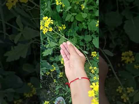 Mustard flower to seeds