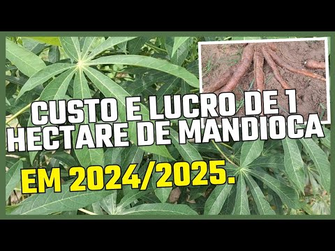 CUSTO E LUCRO DE 1 HECTARE DE MANDIOCA/MACAXEIRA EM 2024/2025.