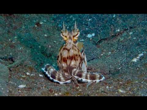 25 Octopus A - scuba diving video