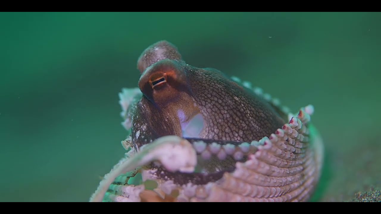 First of 2 Tropical Pacific Gastropods-Octopus videos, genus and species.
