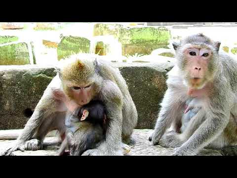 Daliena Become  Brain Cos Head Trauma By Dolly Hard Stone | Poor Baby