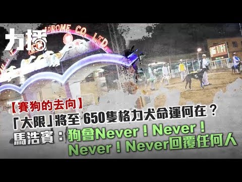 650頭神速格力犬會是怎樣的下場？