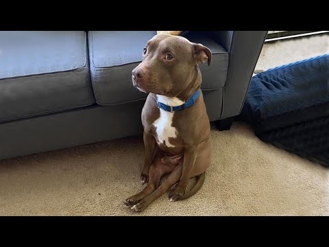 Proof That PitBulls Are Big Babies🐶