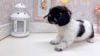 ハーフ犬の動画01