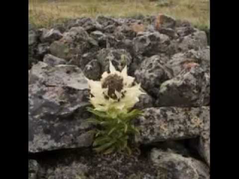 VanSemberuu Tsetseg - Вансэмбэрүү цэцэг