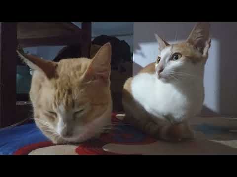 Kucing-kucing dirumah papa 🥰🥰🥰🥰🥰