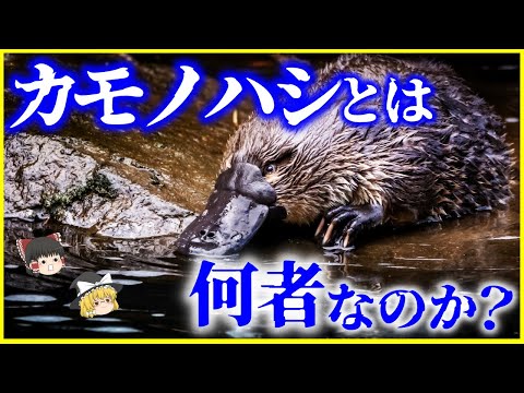 IUCN分類における絶滅の危険性を示す図。