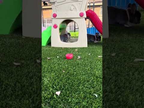 Video 3