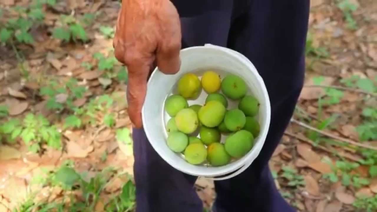 Cagaita - Extrativismo Sustentável no Cerrado