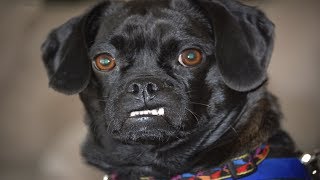 Funny Angry Dogs - Angry Dogs Compilation