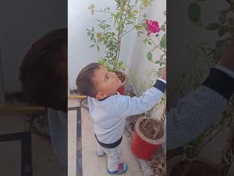 this season new flowers 🌺🌹