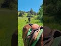 Gelding Origin Recorded For sale 2018 Black