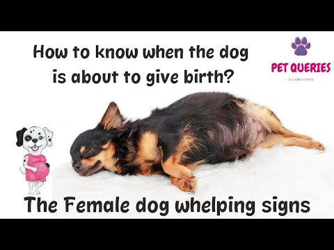 How to know when the dog is about to give birth? | The female dog whelping signs | #petqueries