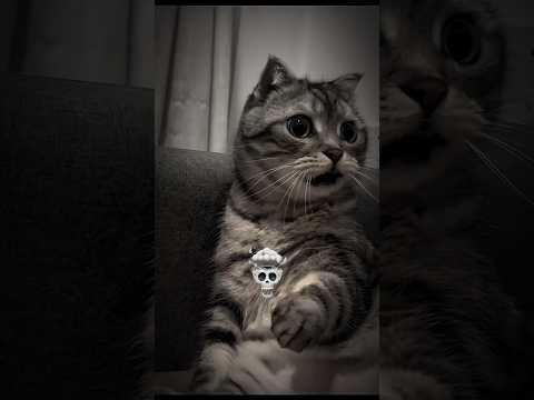 Cat's Can't Be Crazy 😇☠️🐱 #cat,#trolledit,#trollface,#trollfaceedit,#shorts🐱