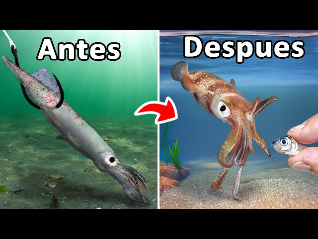 Vídeo relacionado con Expert Predator - TOTANARA Marble Squid Jig Col. Amarillo
