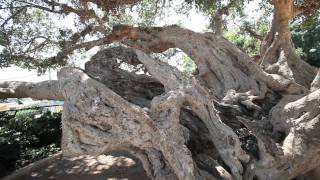 preview picture of video 'The Old Tree,  HD movie - Oldest SHIKMA tree in Israel'