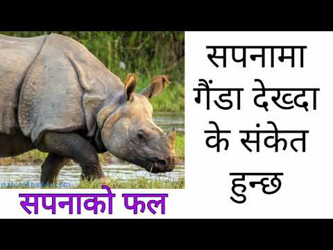 सपनामा गैंडा देख्दा के संकेत हुन्छ। Sapana ma gaida.