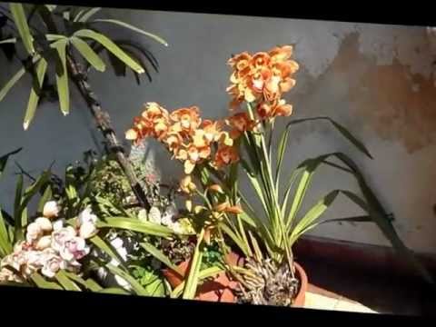 Cymbidiun en fllor 2012