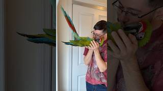 Handling Cucumber the Great Green Macaw