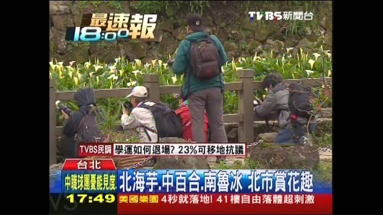 賞花步道湧人潮　北海芋中百合南魯冰